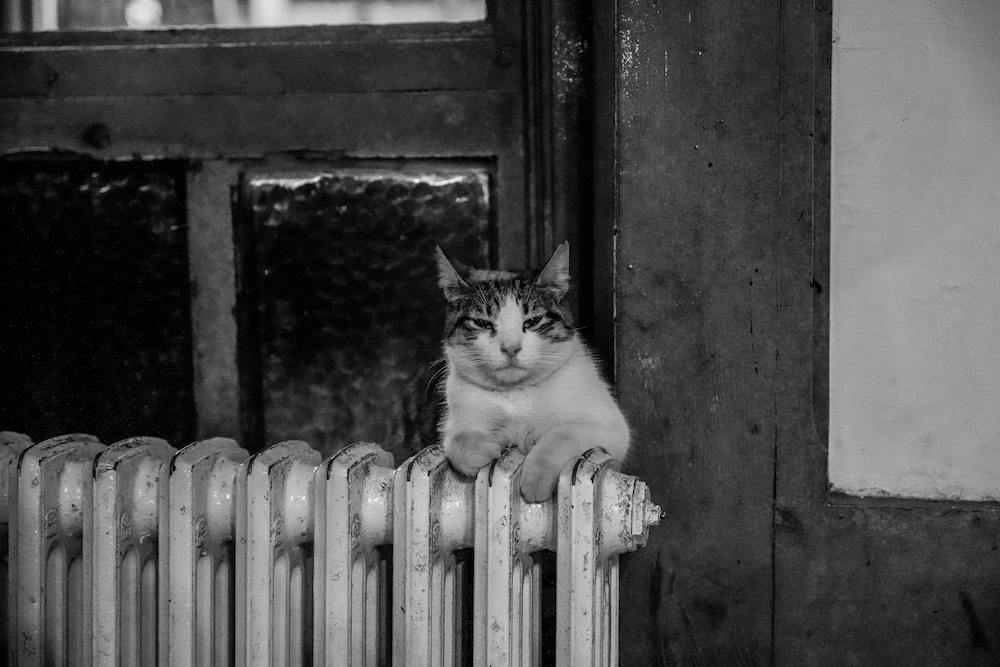 CHAT SUR UN RADIATEUR